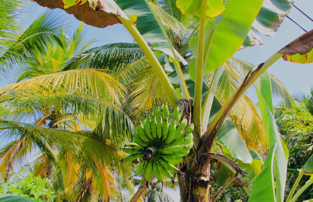 Nil Menik Villa Bentota Exteriér fotografie